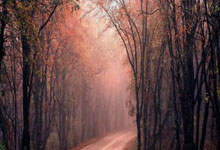 高清：10人荷兰2-2西班牙 尼科怒发冲冠.